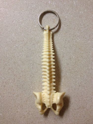 Spinal Cord Chiropractic Keychain Taxidermy Bone Medical Collectible