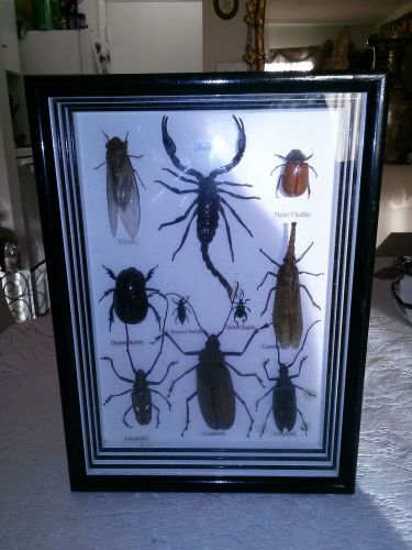 Black frame bugs taxidermy.