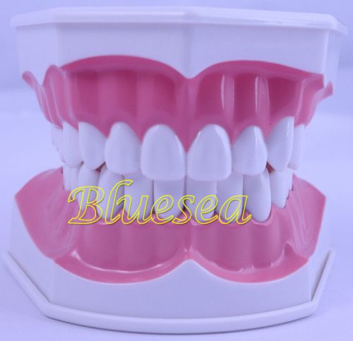 New Dental Teach Study Model Adult Standard G-Brushing Teeth Model N10