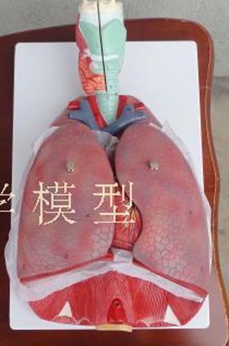 Human Anatomical Anatomy Respiratory System teaching Model Throat Heart Lung 82