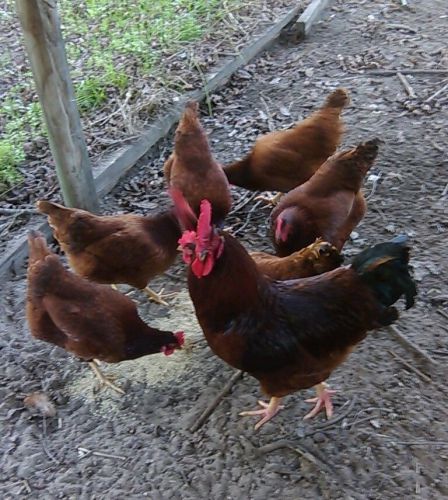 14 Rhode Island Red Chicken hatching eggs.