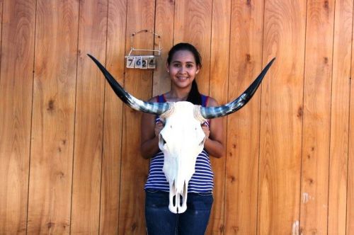 Steer skull long horns 3&#039; 11&#034; cow bull skulls horn h7624 for sale