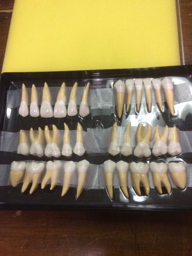 Large Tooth Study Models