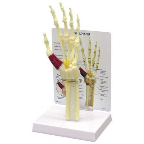 New gpi anatomical hand &amp; wrist joint model 1920 for sale