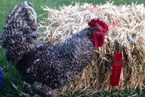 5+ pure Plymouth Barred Rock hatching eggs NPIP KY Proud