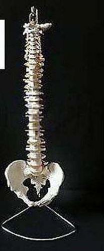 Human Vertebral Column With Fumar Head Model