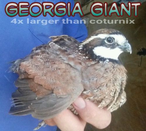 12 ORGANIC purebred GEORGIA GIANT BOBWHITE Quail Eggs fertile hatching -huge