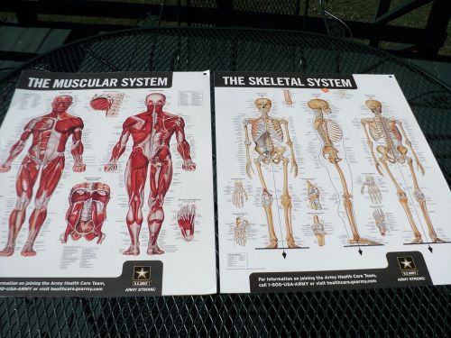 Muscular &amp; Skeletal System Orthopedic Anatomy Poster Anatomical 26&#034; x 20&#034;  $28