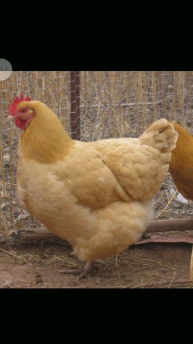 Buff Orpington Hatching eggs