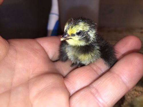 Japanese, Golden, White, Tuxedo Quail Hatching Eggs