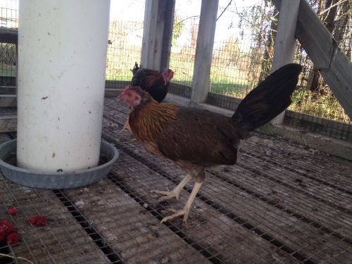 gamefowl hatching eggs