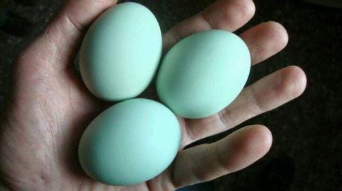 RARE NEW BREED Ice Cream Bar Chicken Hatching Eggs 4 Blue Green Eggs Organic Fed