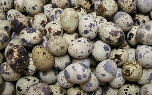 18+ Jumbo Brown Coturnix Quail Hatching Eggs