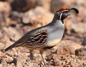 6 Gambel Quail Hatching Eggs