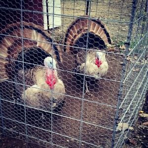 Sweetgrass Turkey Hatching Eggs 10+ eggs