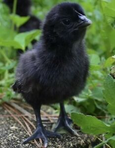 Six Barnyard Mix Hatching Eggs - Rare Breed - Ayam Cemani
