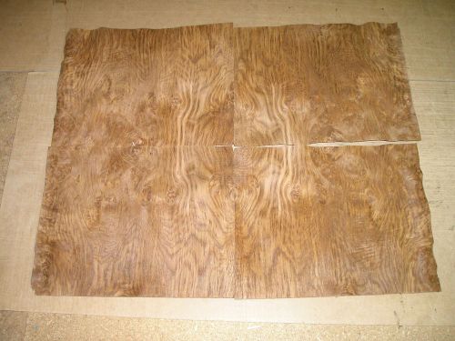 English Brown Oak Burl Veneer. 11.5 x 14.5, 11 Sheets.