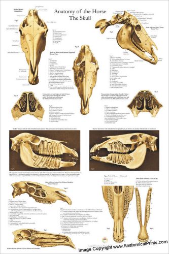 Horse Skull Anatomy Veterinary Poster 24 X 36 Wall Chart