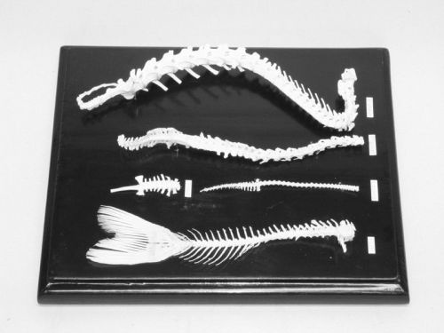 Skeleton specimen spine comparison set  wood base w/ acrylic cover for sale