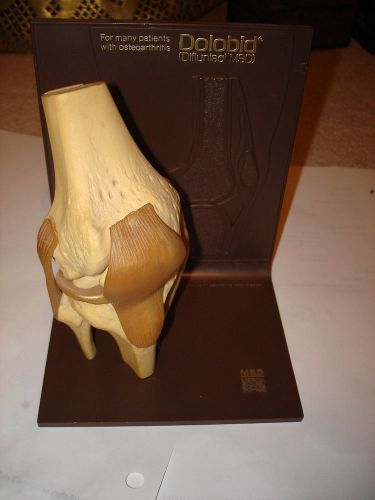 Dolobid knee joint display for sale
