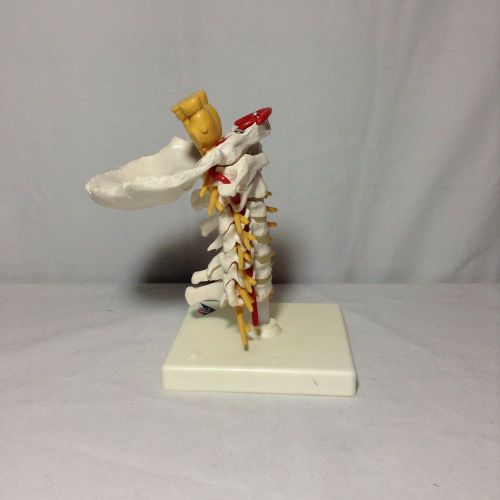 3B Scientific A72 Cervical Spinal Column 7 1/2&#034;