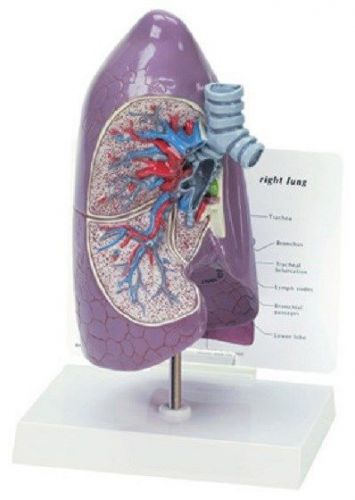 NEW Anatomical Human Pulmonary Lung Model WOW!
