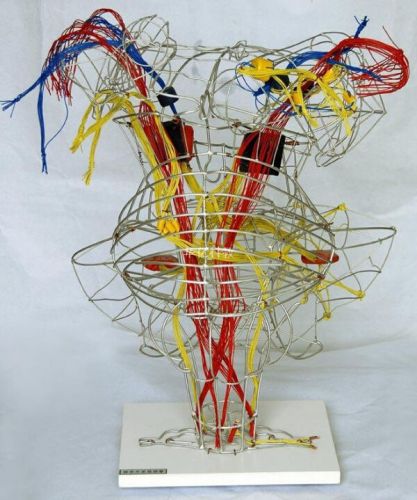 Desktop Extrapyramidal System Conduction Buddle Medical Teaching Education Model