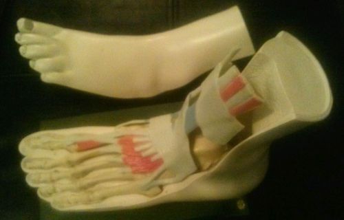 Vintage Merck Medical Anatomical Foot Model Dr Podiatrist Advertisement Display