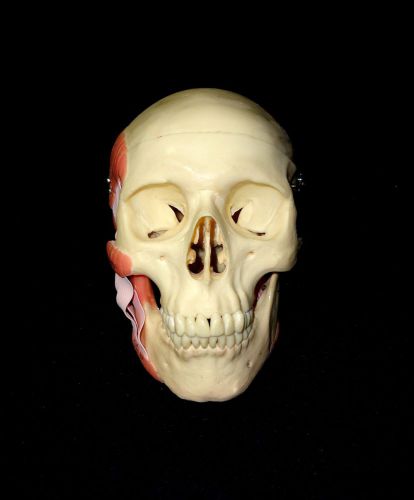 Painted Classic Human Skull Anatomical Model with Muscle Attachments - 3 Part