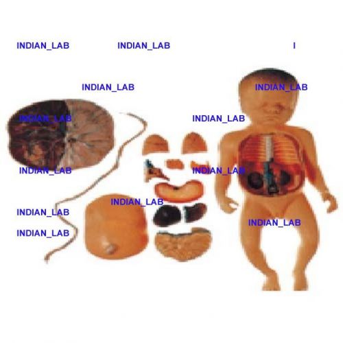 FETUS WITH VISCUS AND PLACENTA EXCELLENT QUALITY INDIAN_LAB FWVP0786E