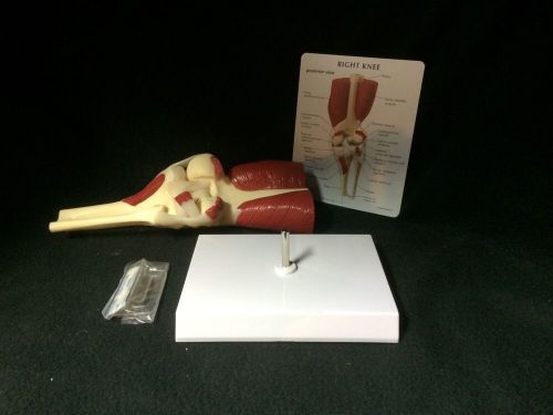 GPI #1060 - Basic Human Muscled Knee Joint Anatomical Model