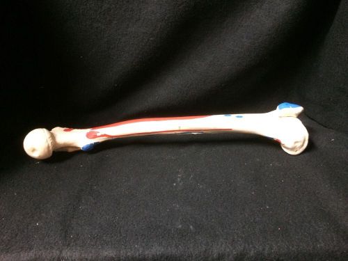 3B Scientific - Femur with Muscle Attachments Bone Anatomical Model