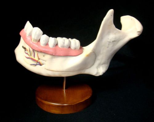 Vintage SOMSO ES4 Lower Jaw of an 18-Year-Old Anatomical Model ES 4 Dental Teeth