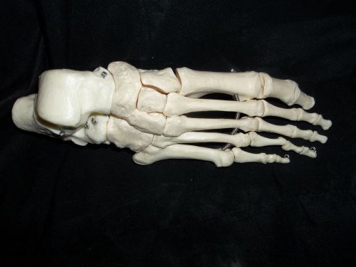 Foot Skeleton, Great for learning bones