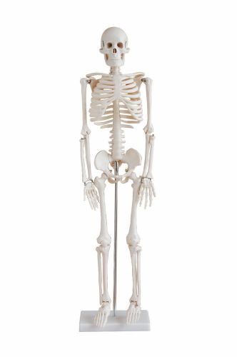 33.5 in HUMAN ANATOMICAL SKELETON EDUCATIONAL ANATOMY MODEL w/STAND