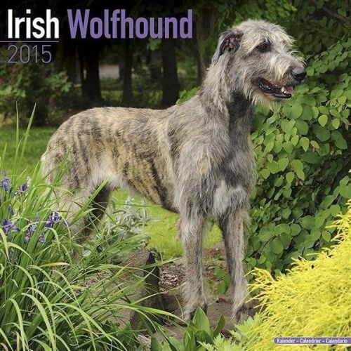 NEW 2015 Irish Wolfhound Wall Calendar by Avonside- Free Priority Shipping!