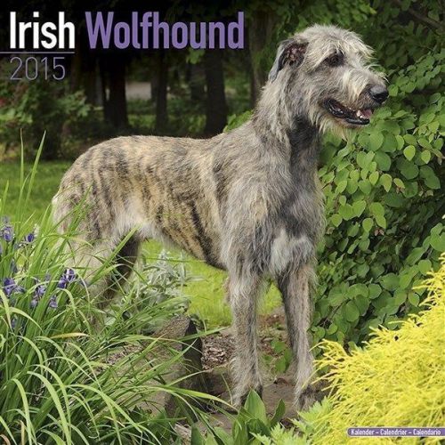 New 2015 irish wolfhound wall calendar by avonside- free priority shipping! for sale