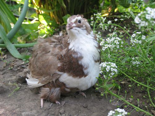 45+ RARE COLOR MUTATIONS COTURNIX QUAIL HATCHING  EGGS