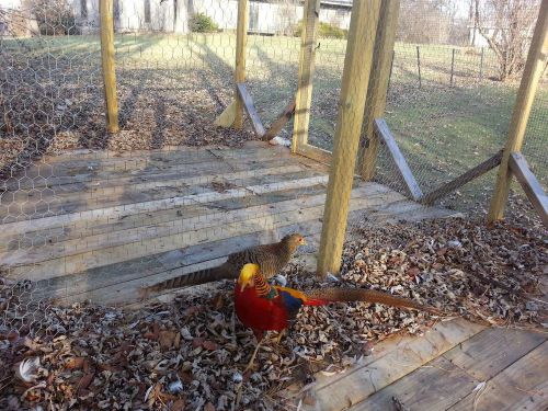 3 RED GOLDEN AND 3 YELLOW GOLDEN PHEASANT HATCHING EGGS (PRE-SALE)