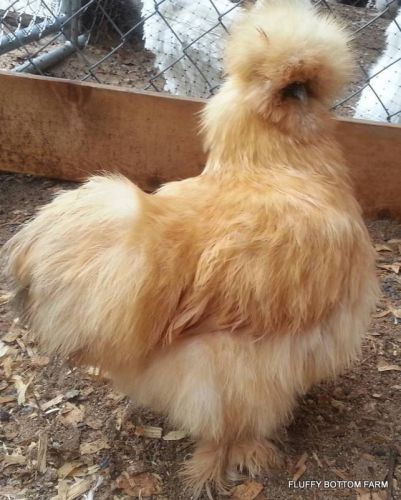Silkie Buff Hatching Eggs (6) ******FREE SHIPPING******