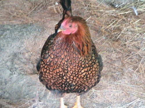 4 Speckled Sussex and 4+ Gold Lace Wyndotte Hatching Eggs