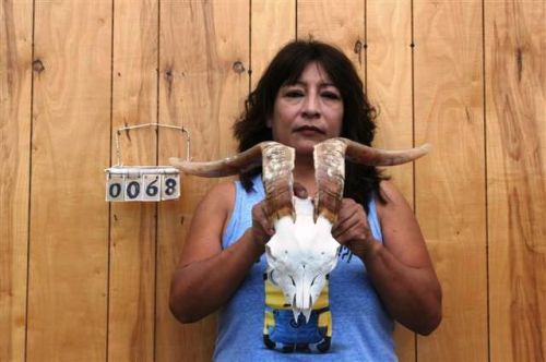 Texas goat skull long horns longhorns cow bull steer bg0068 for sale