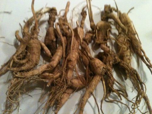 1 PD  DRY WILD GINSENG ROOTS VERY OLD With LONG NECKS