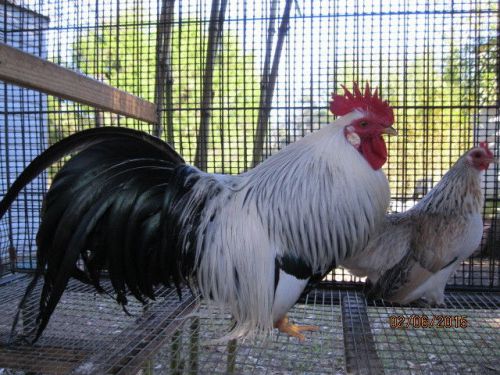 True Ohiki Duck Wing Bantam Hatching Eggs &#034;6&#034; Six Flytie Barred Red Silver