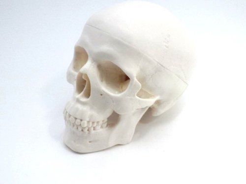 Skull head skeleton jaw joint dental ophthalmology otolaryngology Education