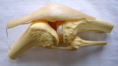Functional Life Size Anatomical Human Skeleton Knee Joint Anatomy Model Relafen