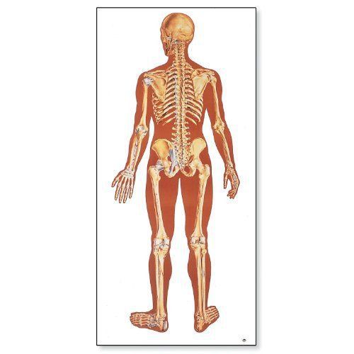 3B Scientific V2002U The Human Skeleton Anatomical Chart  Rear View  Oversize Po