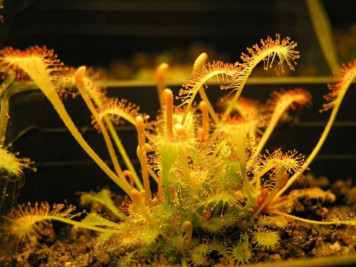 Fresh premium drosera &#034;nidiformis&#034; (10+ seeds) carnivorous sundew plant, l@@k!!! for sale