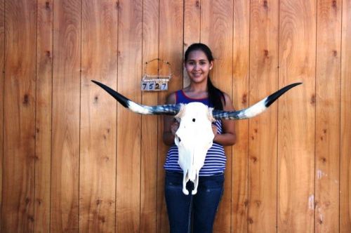 Steer skull long horns 3&#039; 8&#034; cow bull skulls horn h7527 for sale