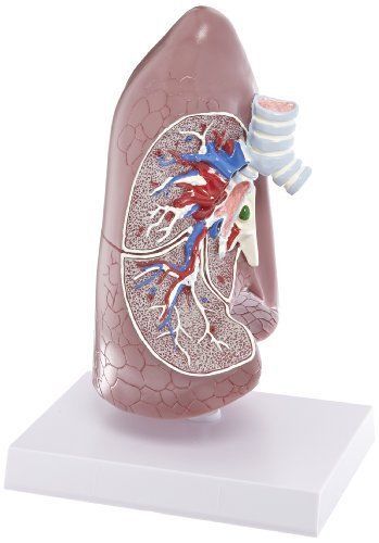 NEW GPI Anatomicals Human Right Lung Model